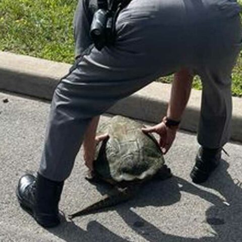 Turtle jam: new york state police officer escorts large turtle to safety - photo licensed by shore news network.
