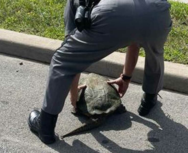 Turtle jam: new york state police officer escorts large turtle to safety - photo licensed by shore news network.