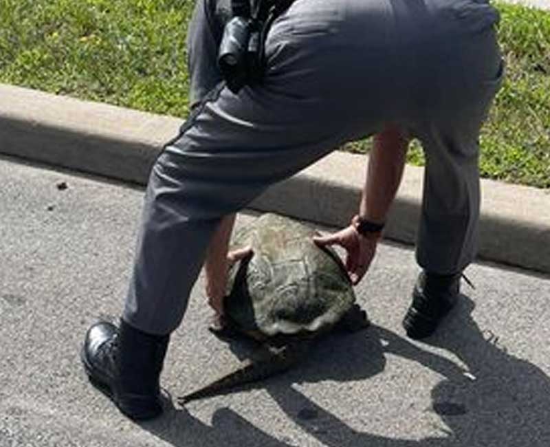 Turtle Jam: New York State Police Officer Escorts Large Turtle to Safety