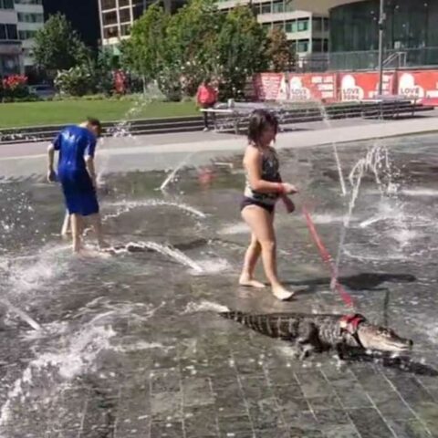 Girl walks emotional support alligator in philadelphia park - photo licensed by shore news network.