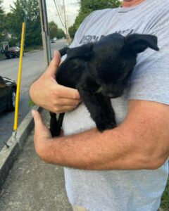 Lost pup found in richmond