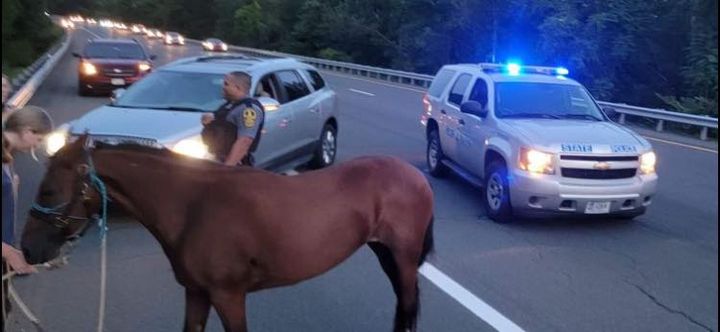 Virginia State Police Not Horsing Around in Latest Apprehension