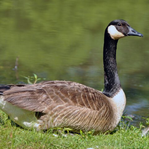 Maryland natural resource police charge goose hunter for exceeding legal limit - photo licensed by shore news network.