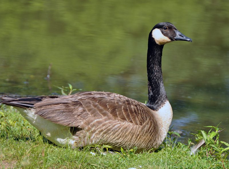 Maryland natural resource police charge goose hunter for exceeding legal limit
