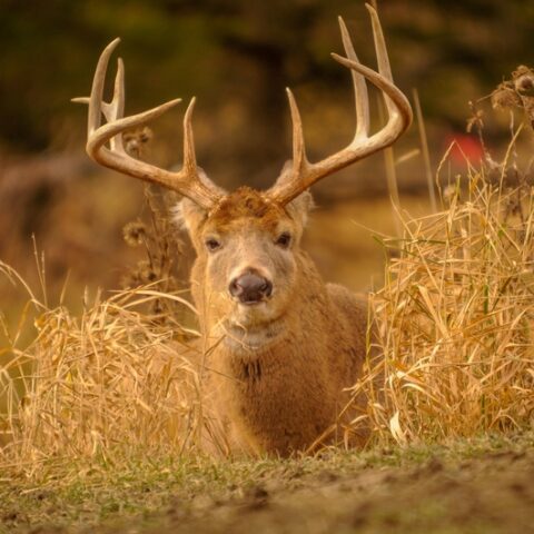 Maryland resource police charged 75-year-old pennyslvania hunter for baiting deer, no permit - photo licensed by shore news network.