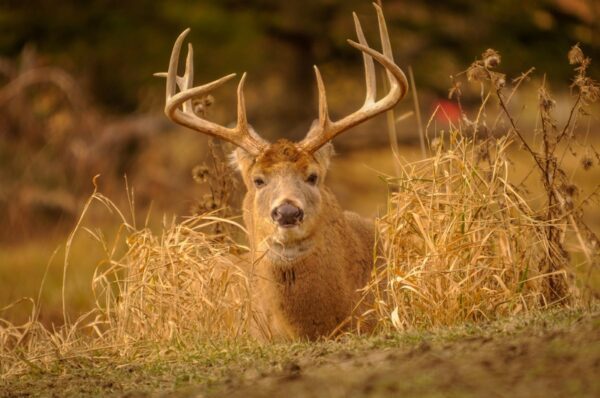 Maryland Resource Police Charged 75-Year-Old Pennyslvania Hunter for Baiting Deer, No Permit