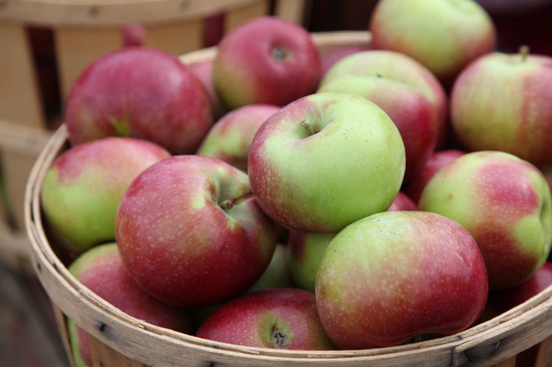 South Jersey Apple Festival at Salem County Fairgrounds