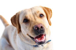 Woman assaulted, labrador retriever stolen by teenagers in violent carjacking