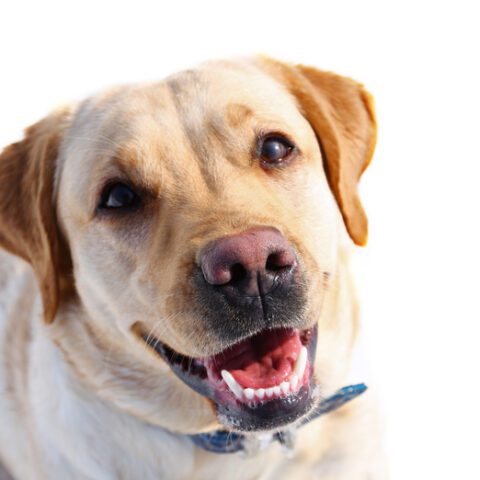 Woman assaulted, labrador retriever stolen by teenagers in violent carjacking - photo licensed by shore news network.