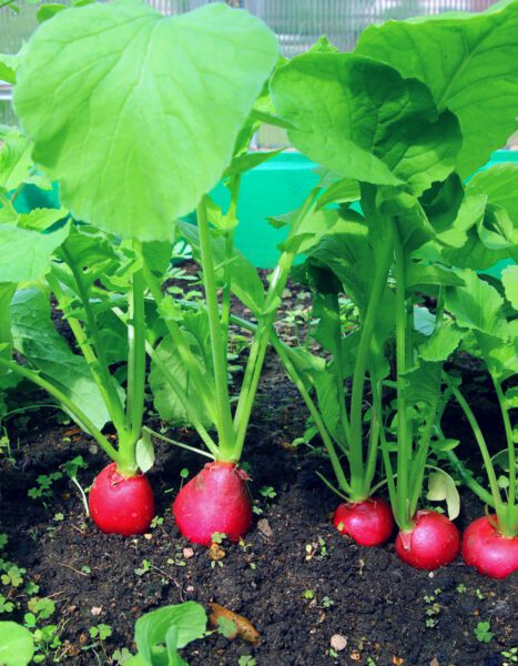 It's not too late to plant these fall vegetables in New Jersey