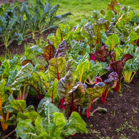 It's not too late to plant these fall vegetables in new jersey - photo licensed by shore news network.