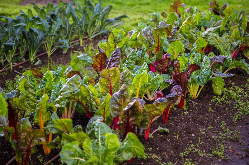 It's not too late to plant these fall vegetables in New Jersey