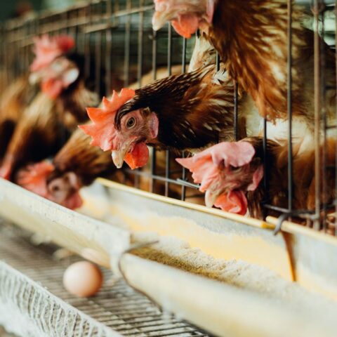 Japanese restaurant giant commits to sourcing 100% cage-free eggs worldwide - photo licensed by shore news network.