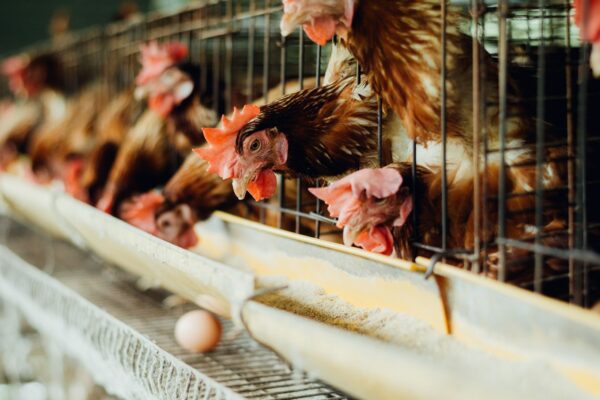 Japanese Restaurant Giant Commits To Sourcing 100% Cage-Free Eggs Worldwide