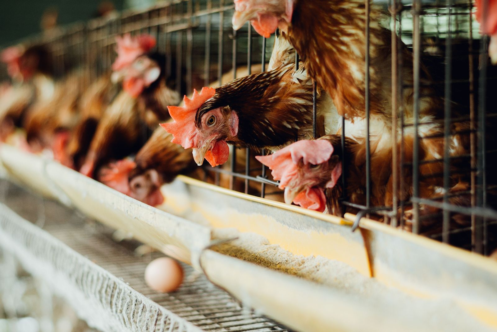 Japanese Restaurant Giant Commits To Sourcing 100% Cage-Free Eggs Worldwide