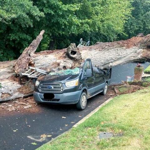 Van crushed by old decaying tree in gloucester - photo licensed by shore news network.