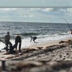 On Oct. 12, the MyFWC Florida Fish and Wildlife received calls about a nuisance alligator on the beach at Delray Beach. An FWC-contracted nuisance alligator trapper was dispatched to remove the alligator.