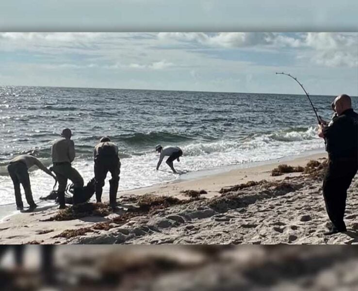 Alligator caught on a fishing pole in Florida ocean surf Alligator caught on a fishing pole in Florida ocean surf