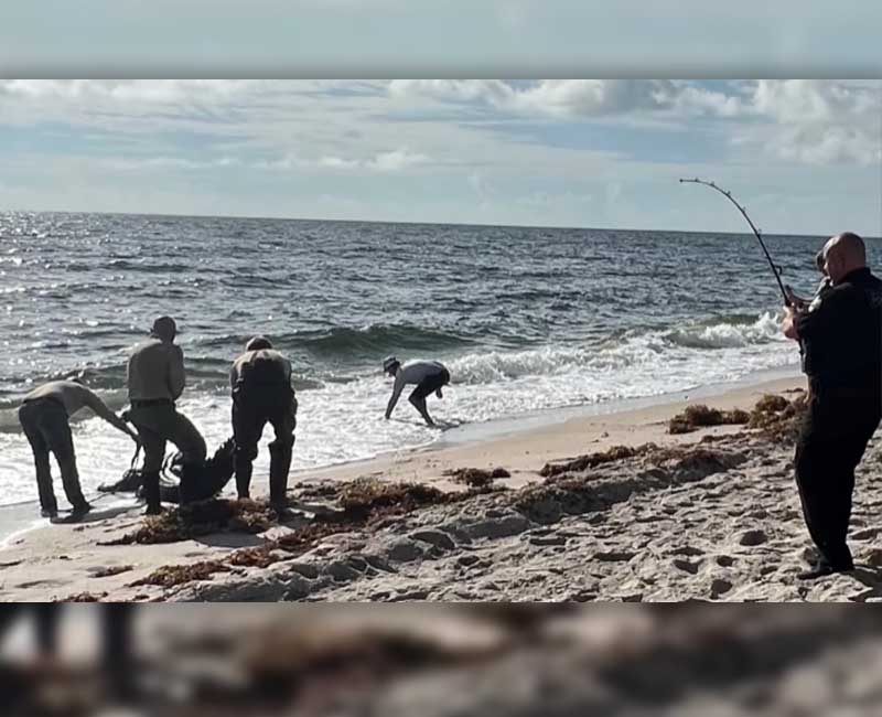 On Oct. 12, the MyFWC Florida Fish and Wildlife received calls about a nuisance alligator on the beach at Delray Beach. An FWC-contracted nuisance alligator trapper was dispatched to remove the alligator.