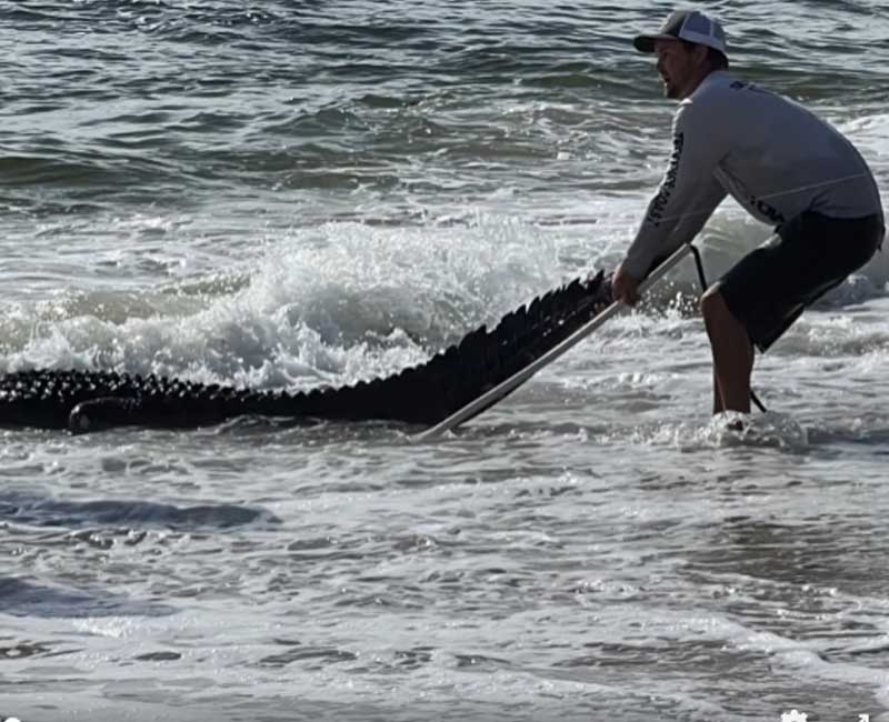 Alligator caught on a fishing pole in Florida ocean surf Alligator caught on a fishing pole in Florida ocean surf