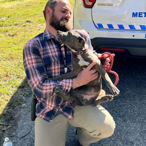 The washington, d. C. Metro police department has announced that the puppy stolen in last week's armed robbery has been found safe and sound.