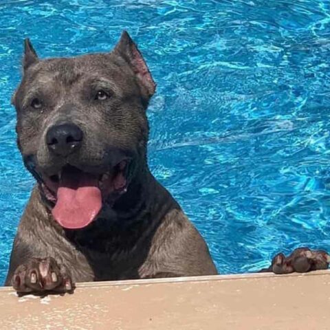 Blaze - shot by police officers in keyport.