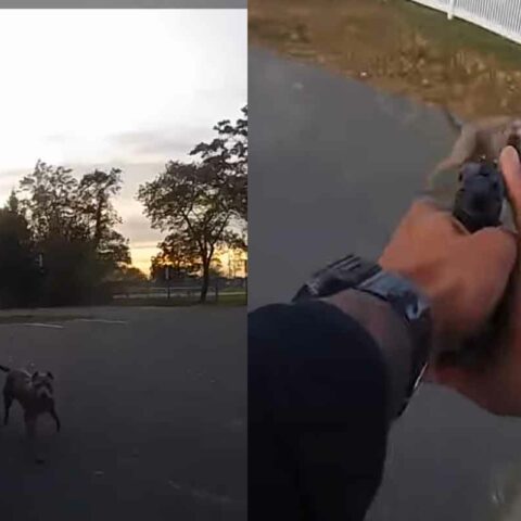 Video: owners charged after police shoot their aggressive dog in keyport - photo licensed by shore news network.