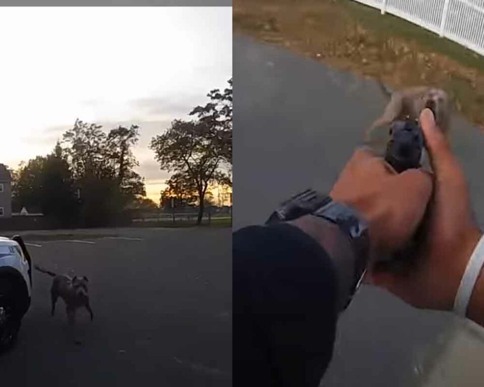 Video: Owners charged after police shoot their aggressive dog in Keyport