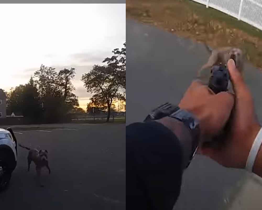 Video: Owners charged after police shoot their aggressive dog in Keyport