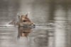 Deer rescued from jersey shore lagoon