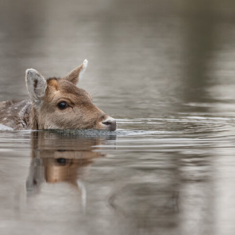Deer rescued from jersey shore lagoon - photo licensed by shore news network.