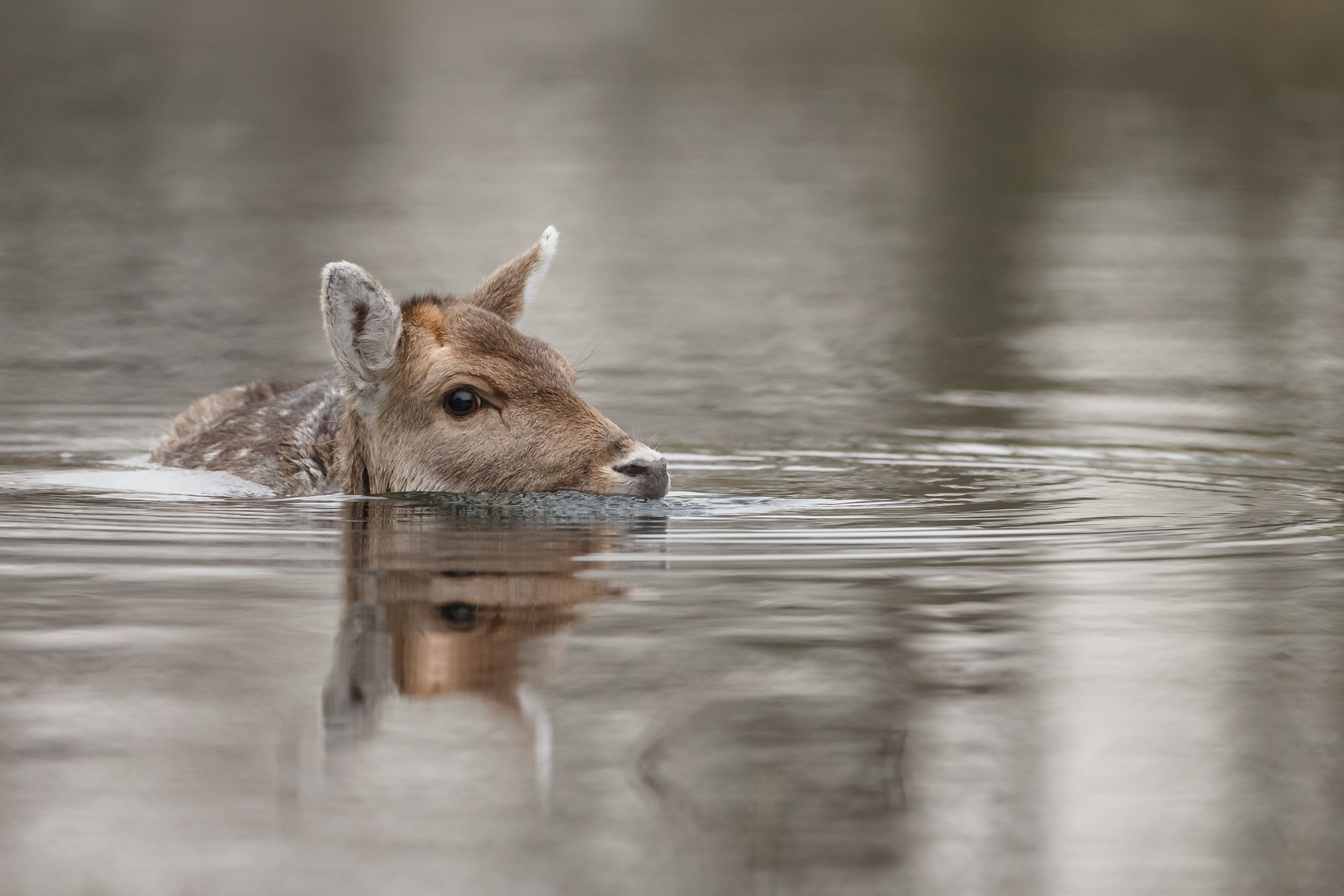 Deer rescued from Jersey Shore lagoon