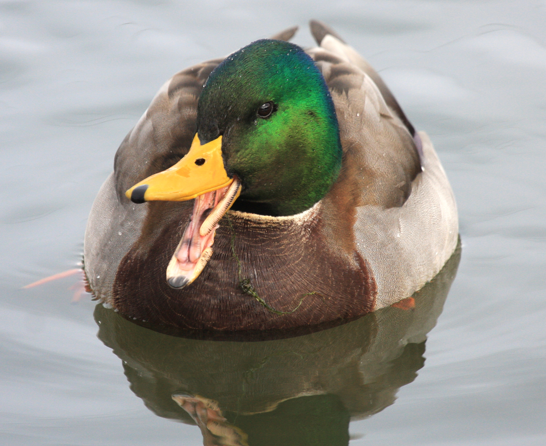 Mallard Duck