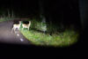 Deer crossing the road seen from the car late at night