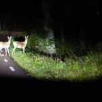 Deer crossing the road seen from the car late at night