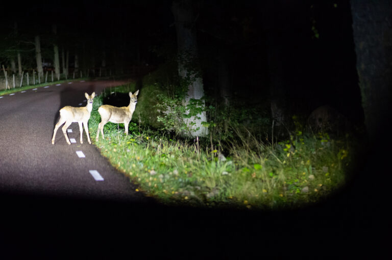 Deer crossing the road seen from the car late at night