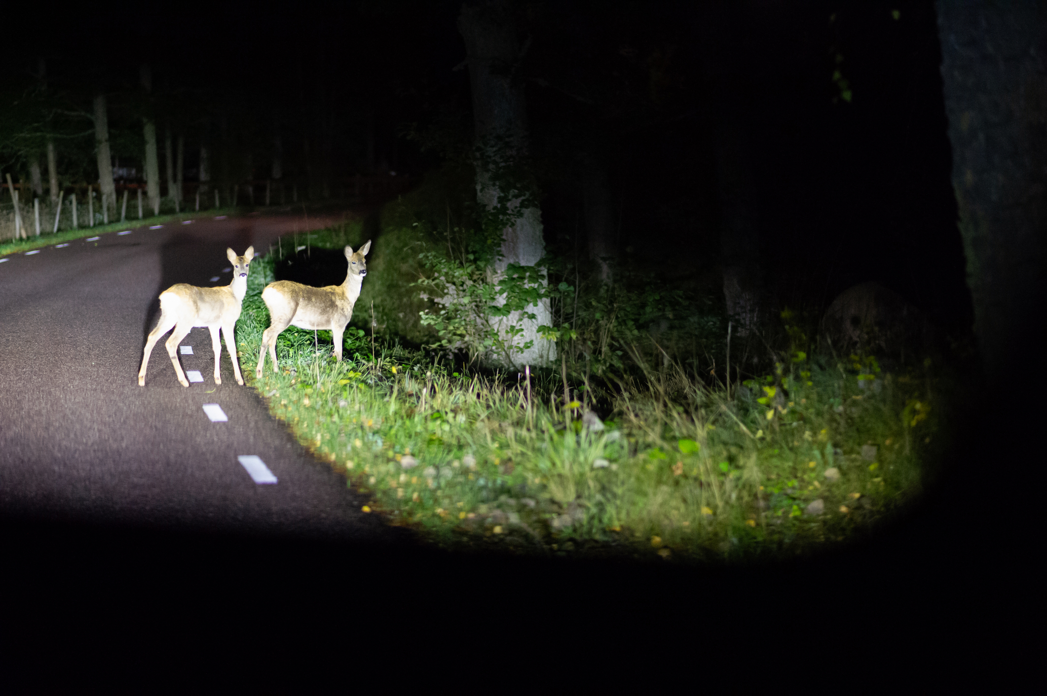 Deer crossing the road seen from the car late at night