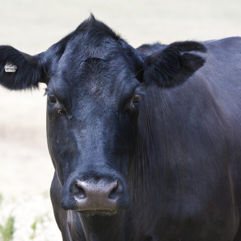 Suspect in trespassing complaint at park utterly unexpected - photo licensed by shore news network.