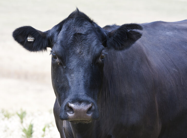 Suspect in trespassing complaint at park utterly unexpected - photo licensed by shore news network.