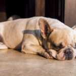 French bulldog sleeping on the floor