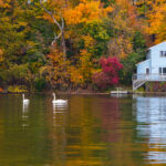 Autumn foliage contrasting with pair white swans and little blue house by the shore, Lake Hopatcong, Jefferson, NJ.