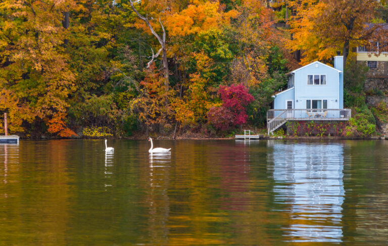 Autumn foliage contrasting with pair white swans and little blue house by the shore, Lake Hopatcong, Jefferson, NJ.