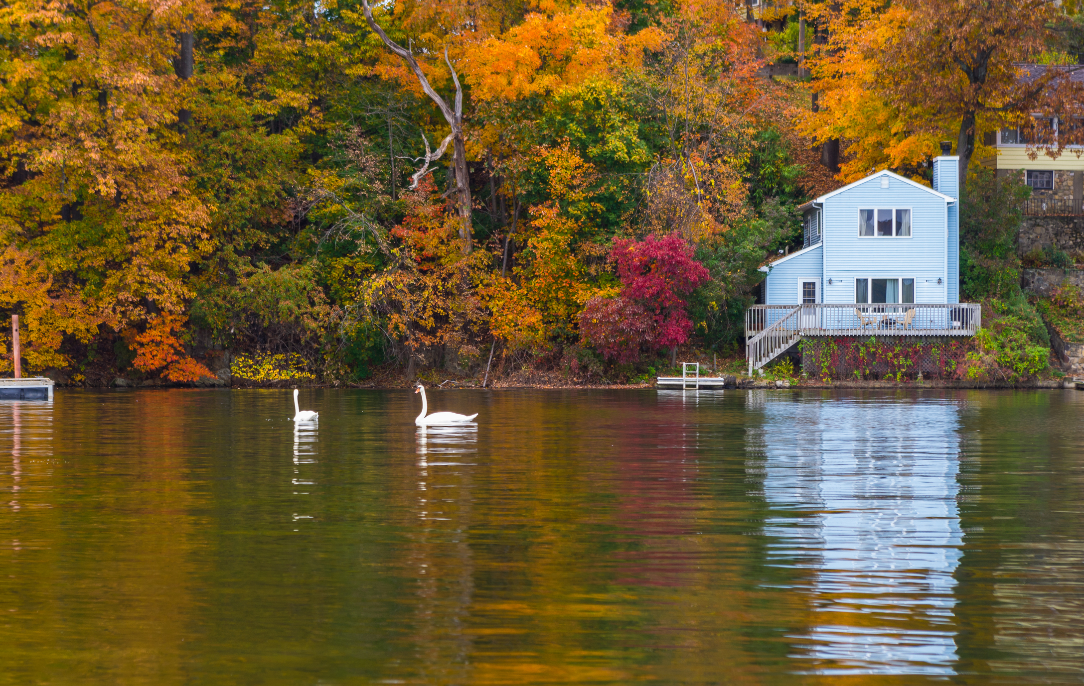 Autumn foliage contrasting with pair white swans and little blue house by the shore, Lake Hopatcong, Jefferson, NJ.