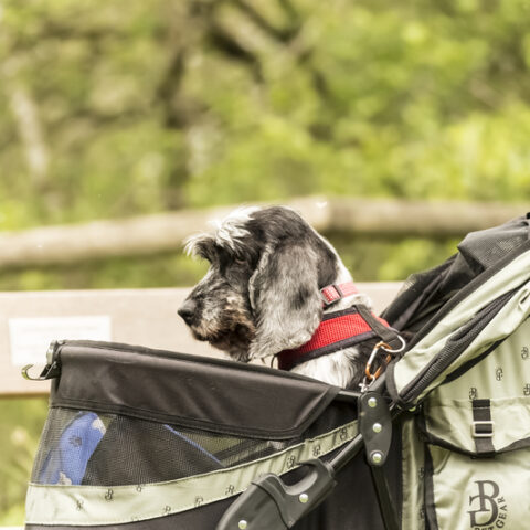 Toms river dog park will have plenty of rules and red tape - photo licensed by shore news network.