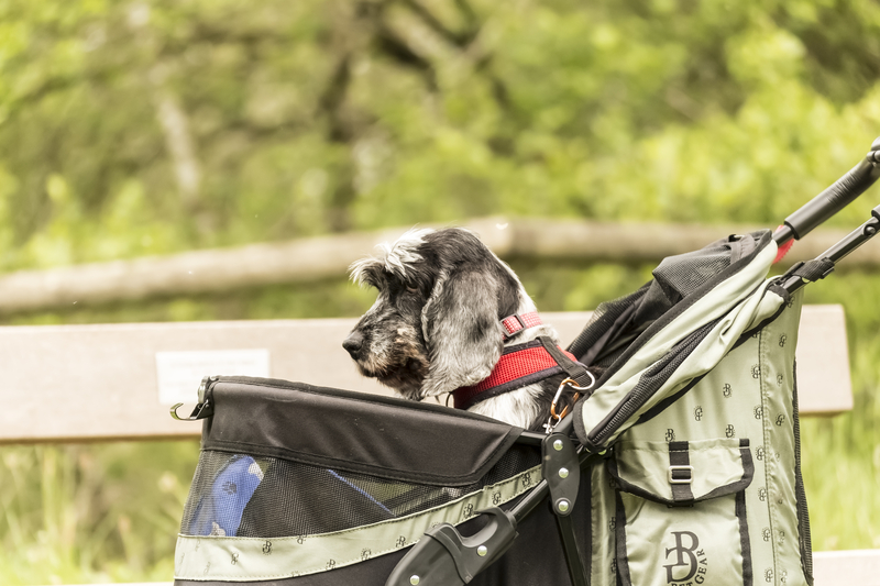 Toms River dog park will have plenty of rules and red tape