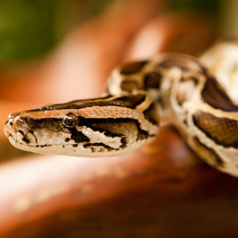Queens man smuggled burmese pythons in his pants, doj says - photo licensed by shore news network.