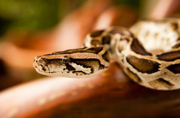 Queens man smuggled Burmese pythons in his pants, DOJ says