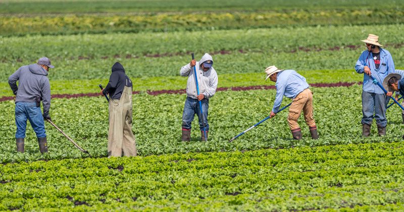 Pelosi says immigrants needed to pick crops in Florida, stop sending them north