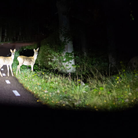 Here are some safety tips to avoid deer on the roadways in new jersey during mating season - photo licensed by shore news network.