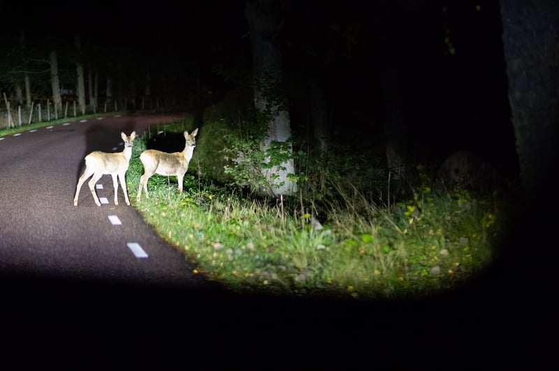 Here are some safety tips to avoid deer on the roadways in New Jersey during mating season